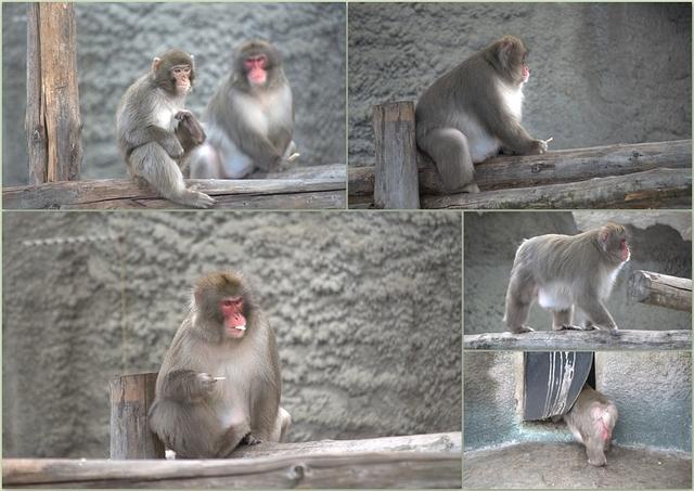 Zoo9