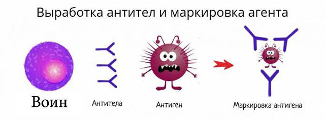 Vyrabotka-antitel 2-700x259