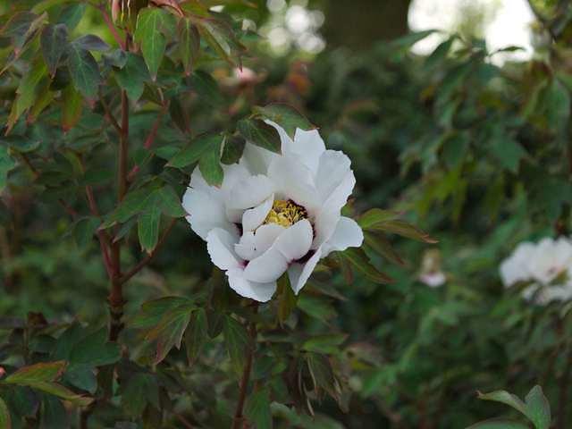 P1040515