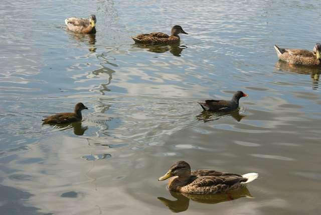 DSC 4000