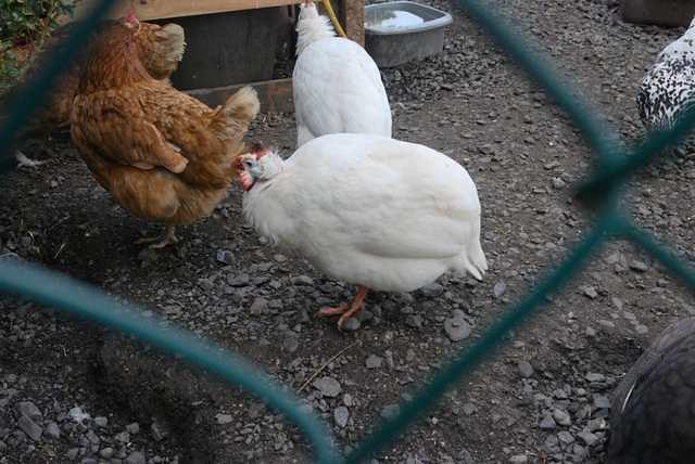 DSC 1863