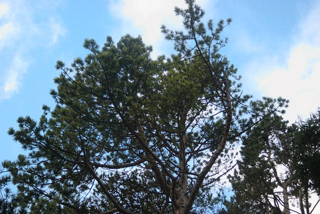 DSC 0490