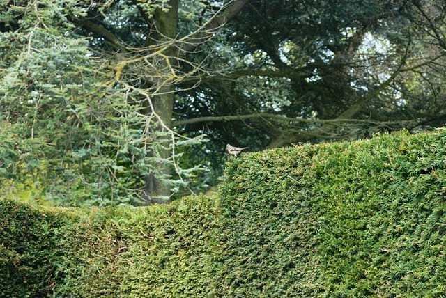 DSC 1100