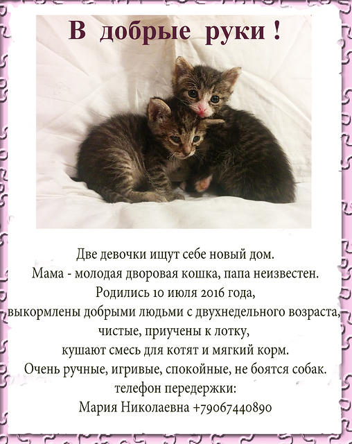 kittens