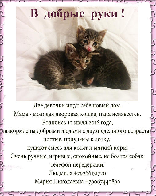 kittens1