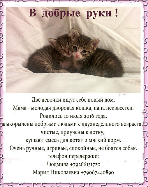 kittens12