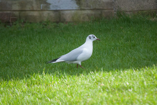 DSC 7367