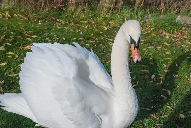 DSC 5171
