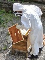 Bees