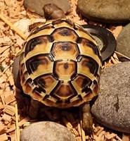 Bitik-tortoise