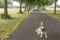 Doggies