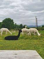 IMG-20220613-WA0006