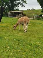 IMG-20220613-WA0007