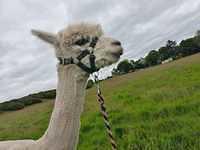 IMG-20220613-WA0011