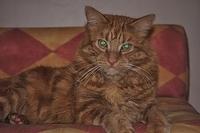  DSC3242