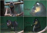Zoo10
