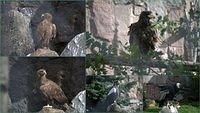 Zoo22