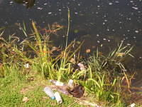 DSCN5105