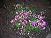 DSCN5249