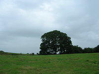 DSCN5306
