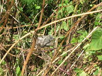 DSCN5385