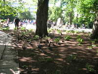 DSCN5387