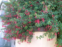 DSCN5457