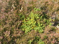 DSCN5500