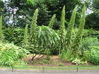 DSCN5866