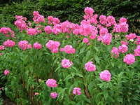 DSCN5883