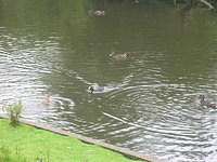 DSCN8437