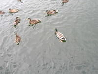 DSCN8491