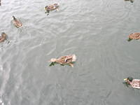DSCN8493