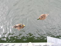 DSCN8494