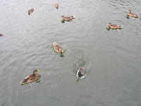 DSCN8495