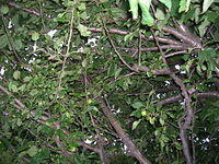DSCN9585
