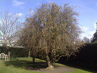 21032010263