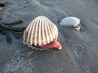 DSCF0155