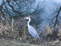 DSCF1768