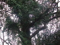 DSCF1784