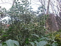DSCF1794