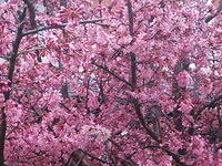 DSCF2285