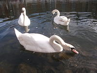 DSCF2321