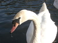 DSCF2322