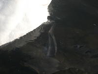 DSCF2323