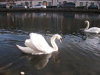 DSCF2331