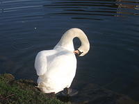 DSCF2340
