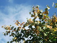 DSCF4098