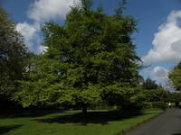 P5122045