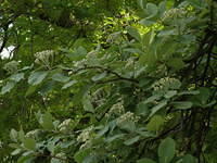 P5122119